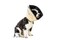 All Four Paws Comfy Cone Pet Cone for Dogs, Cats, Large, Tan - Comfortable Soft Dog Cone Collar Alternative for After Surgery, Wound Care, Spay, Neuter - Dog and Cat Recovery Elizabethan-Collar