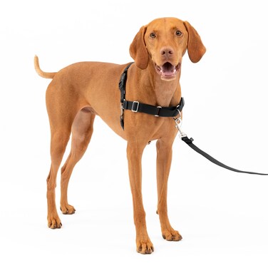 PetSafe Easy Walk No-Pull Dog Harness - The Ultimate Harness to Help Stop Pulling - Take Control &amp; Teach Better Leash Manners - Helps Prevent Pets Pulling on Walks, Medium, Black/Silver