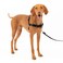 PetSafe Easy Walk No-Pull Dog Harness - The Ultimate Harness to Help Stop Pulling - Take Control &amp; Teach Better Leash Manners - Helps Prevent Pets Pulling on Walks, Medium, Black/Silver