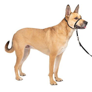 PetSafe Gentle Leader No-Pull Head Collar for Dogs, Dog Head Collar - The Ultimate Solution to Pulling, Padded Nose Loop, Quick-Snap Neck Strap, Dog Halter, Medium - Black