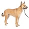 PetSafe Gentle Leader No-Pull Head Collar for Dogs, Dog Head Collar - The Ultimate Solution to Pulling, Padded Nose Loop, Quick-Snap Neck Strap, Dog Halter, Medium - Black