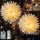 Lewondr Christmas Paper Star Lantern 2 Pack, Hanging Star Light with Remote Control, Led Paper Lanterns with Lights 6H Timer, Christmas Lantern Lights for Holiday Home Decoration