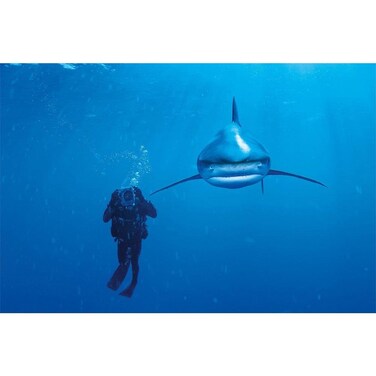 Clementoni"Whitetip Shark Puzzle (1000-Piece, Multi-Colour)