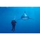 Clementoni"Whitetip Shark Puzzle (1000-Piece, Multi-Colour)