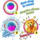 JA-RU Fizzy Bombs with Surprise Toys for Girls (6 Units) Assorted Mystery Accessories. Fizzes Just Like a Kids Bath Bombs with Surprise Inside. Bulk Birthday Party Favors. 1833-6s