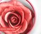 3D petal rose makeup blush gift highlighter Rare beauty blush rubor forma de rosa real rose flower red blush (Pink)
