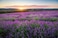 Energetic Pairing: 2-Pack Reusable Glass Bottles, Newport &amp; Home Hand Soap - Wild Lavender and Rosemary Mint Infused with Essential Oil - 16 Fl oz Each, Crafted by Home &amp; Body Co.