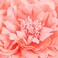 Hair Flower Clips Brooch Boutique Hair Accessories Bohemia Hairpins for Women Girls (Pink) 1 Count (Pack of 1)