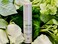 Principal Secret &ndash; reclaim BOTANICAL &ndash; Radiant Recovery Moisture &ndash; For Extra Hydration &ndash; 0.5 fl oz