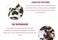 Leopard Print Hair Accessories Bundle - Ring, Elastic Band, Head Flower, Hair Rope for Women or Girls (Pack of 4)