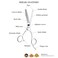 Moontay 6.0" Professional Hair Thinning Texturizing Scissors, Salon Haircut Shears for Stylists, Barbers, Hairdresser, 440C Japanese Stainless Steel, Silver