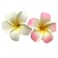 4 Pcs 7cm Foam Hawaiian Frangipani Artificial Plumeria Hair Clips - White and Pink Flower Clips for Beach Wedding Headdress Decoration