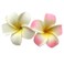 2 Pcs 7Cm White and Pink Hawaiian Frangipani Plumeria Clips and Barrettes Foam Head Flower Party Beach Hair Clip Hair Clips Hair Accessories