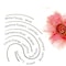 Sensual Perfume Making Kit includes aromatic ingredients/perfumery solvent/spray bottle/guided formulations to create &amp; blend popular women Eau De Parfum. Perfect Scented gifts