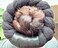 Folklorico Dance Base Braid Bun Headpiece, Tocado, Trenza, Folklorico Bun (Black)