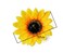 6Pcs 3.9 Lady Girls Sunflower Hair Alligator Clips Hairpin Hair Clamp Hair Styling Accessories for Party Beach Vacation Wedding Bridal Barrettes (Yellow)