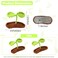 AEGYPIUS Bean Sprout Hair Clip Set, 2 Pcs Woolen Bean Sprout Hair Clips in Green, Nature-Inspired Design for Kids and Adults, Premium Wool Material, DIY for School Home Party