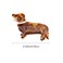 Dog Hair Clip Dog Claw Clip Dachshund Hair Claw Clip for Women Animal Hair Clip Animal Claw Clip Acetate Claw Clip Funny Claw Clip Cute Hair Clip Animal Hair Accessories for Women Girls (Dog)