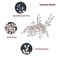 Wedding Hair Clip Handmade Rhinestone Bridal Hair Comb Wedding Hair Pieces For Brides Flower Girls Hair Accessories for Women Wedding