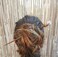 Natural Tumbled Healing Gemstone Crystal Wooden Hair Stick Handmade Gifts Boho Reiki by Smoky Quartz (Moonstone)