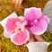 Hawaiian Flower Hair Clip Fabric Artificial Flower Alligator Hair Clip Hairpin Barrette Headdress Bobby Pins Headwear Hair Accessories for Beach Holiday Party (Butterfly orchid)