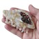 Spiral Conch Claw Clip,Acetate Hair Clips,Small Claw Clips for Women,Brown