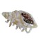 Spiral Conch Claw Clip,Acetate Hair Clips,Small Claw Clips for Women,Brown