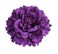 Women's Bohemia Peony Flowers Hairpin Hair Clip Flower Brooch for Travel Party Festivals (Dark Purple) (Pack of 1)