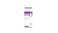 Daily Cleanser 235ml
