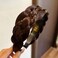 Headband 5 Strands Synthetic Hair Plaited Headband Braid Braided With Teeth Hair Band Beauty accessory Stretch Braid Headbands Hairpiece for Women (Dark brown-Style 2)