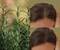 Rosemary Mint Oil for Hair Growth for All Hair Types, 30 ml