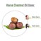 Horse Chestnut Oil  Pure And Natural Horse Chestnut Oil   Firm Skin, Skin Hydration, Skin Toning, Cosmetic Grade  Skincare, Hair Care, And DIY Purpose - 250 ML