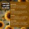 Sunflower Seed Face Moisturizing Oil 4 oz size High Linoleic   Best for Acne Prone Oily Skin and Face