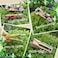 12PCS Acrylic Resin Hair Clips Geometric Alligator Hair Clips Non-Slip Large Barrettes for Women Ladies Hair Accessories