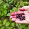 Huckleberry Lotion For Dry Skin   Silky, Nourished, &amp; Hydrated Skin   Hypoallergenic, All-Natural, Plant-Derived, Made in USA
