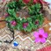 Hawaiian Plumeria Flower Hair Accessories Green flower beach crown Pink Tropical Floral Headpiece (hot pink flower, M)
