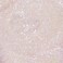 Profusion Cosmetics Luminous Glow Liquid Highlighter- Luminous Glow Liquid Highlighter is Your New Summer Essential Makeup (Blossom)