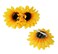 3PCS Yellow Hawaii Style Sunflower Hairpins Alligator Clips Hair Accessories for Party Beach Vacation Women Lady (3.9 inch)