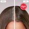 dpHUE Root Touch-Up Kit, Light Brown - Permanent Hair Color for Gray Coverage - Includes Two Applications - Paraben, SLS &amp; SLES Sulfate Free - Leaping Bunny Certified
