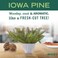 MRS. MEYER'S CLEAN DAY Hand Soap Variety (Iowa Pine + Peppermint)