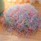 Elastic Hair Rubber Bands, 2500 pcs Soft Ponytail Elastics Holders Small Hair Ties for Blond Kids Baby Girls Toddler Infants Hair No Crease Damage No Hurt Thin Easy to dismantle Mini TPU Hair Tie.