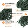 Green Faux Locs Crochet Hair 24 inch 2 Packs Green Soft Locs Goddess Locs Crochet Braids Pre-Looped New Locs Crochet Hair Synthetic Goddess Locs Braiding Hair (24 Inch, 2 Packs, Green#)