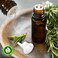 R V Essential Pure Borage Essential Oil 15ml (0.507oz)- Borago Officinalis (100% Pure and Natural Therapeutic Grade)