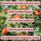 Rosehip Oil for Face - Unrefined &amp; Cold Pressed Essential Oil from the Seed - Nourishing for Skin &amp; Hair - USDA Certified Organic &amp; 100% Pure - 1 Oz
