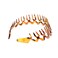 Women Men Plastic Sharks Tooth Headband Toothed Hairband Hair Comb Zigzag Hair Band Hair Hoop Hair Accessory (Brown)
