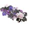 Large Japanese Hair Barrette / Flower Hair Accessory (Sakura Hair Clip - Purple) for Women and Girls