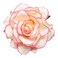 6 Pieces Rose Flower Hair Clips Hair Clips Hairpin Elegant Large Rose Floral Brooches Flamenco Dancer Flower Pin Up Flower Brooch Bride Headpiece Hair Accessories for Women Girls