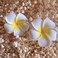 12Pcs Hawaii Plumeria Hair Clips Boho Foam Flower Alligator Hairpin Hibiscus Barrette for Beach Party Wedding Cosplay Handmade Accessory