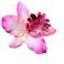 12PCS Bohemian Flower Hairpin Colourful Hawaiian Flowers Orchid Flower Crocodile Hair Clips for Lady Women Girls Bridal Wedding Party Beach Hair Style Accessories