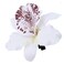 12PCS Bohemian Flower Hairpin Colourful Hawaiian Flowers Orchid Flower Crocodile Hair Clips for Lady Women Girls Bridal Wedding Party Beach Hair Style Accessories